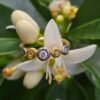 Buds in a Row; 18ct and 24ct gold, silver, natural yellow and white diamonds. Size M 1/2 - Image 5
