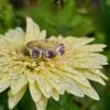 Chloris ring; lilac spinels, 18ct, 24ct gold and fine silver. Size P - Image 2